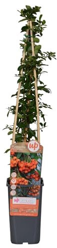Feuerdorn – Pyracantha 'Orange Glow' – Ø15cm – 65cm – Immergrüner Strauch mit oranger Beerenpracht – Ideal als Sichtschutz & Vogelschutzhecke – Für Garten & Terrasse