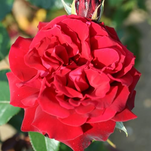 YouGarden Rose 'Loving Memories' ™, Established Plant in 4L Pot, Ready to Plant Velvet Red Bush Rose for Pots, Beds, or Borders