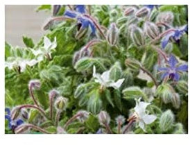 Stk - 50x Borretsch Borago officinalis Saatgut Garten Pflanzen - Samen K206 - Seeds & Plants Shop by Ipsa