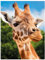 Ideen mit Herz 5D Diamond Painting | Diamant Painting Set | Motiv: 35 x 25 cm | Leinwand: 30 x 40 cm | runde Steinchen | inkl. Zubehör | Verschiedene Bilder zur Auswahl (Giraffe)