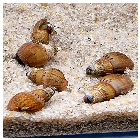 AQ4Aquaristik 10 x Genoppte Turmdeckelschnecke Taberia granifera Reinigungscrew für den Bodengrund