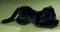 Förster Stofftiere 7420 großer Panther 35 cm lang Raubkatze