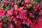 Rhododendron Japanische Azalee Canzonetta Rhododendron obtusum Canzonetta Containerware 25-30 cm