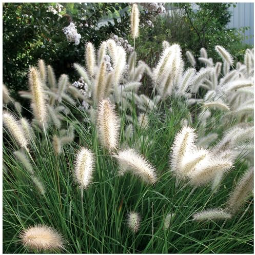 3 x Pennisetum alopecuroides 'Cassian' im 1 Liter Topf (Ziergras/Gräser/Winterhart/Mehrjährig/Staude/Stauden) Lampenputzergras - Zarte Ähren, die im Wind tanzen - von Stauden Gänge