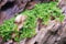 AquaOne Aquarium Pflanze In Vitro Micranthemum tweediei 'Monte Carlo' Wasserpflanze 1-2-Grow. Aquariumpflanze Becher Labor-Aquarienpflanzen Dekoration Aquascaping