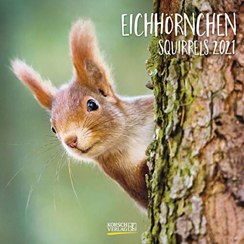 Eichhörnchen - Broschur Kalender 2021 - Korsch-Verlag - Kalender mit Platz für Eintragungen - offen 29,8 cm x 59,8 cm