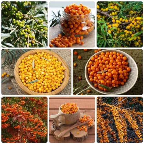 40 Pcs Sanddorn Samen, Säulenobstbäume, Exotische Pflanzen Winterhart (Hippophae Rhamnoides) Bonsaibaum Hochbeet Samen, Hydrokultur Pflanzen Obstbäume Kaufen Geschenke Für Gartenliebhaber