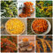 40 Pcs Sanddorn Samen, Säulenobstbäume, Exotische Pflanzen Winterhart (Hippophae Rhamnoides) Bonsaibaum Hochbeet Samen, Hydrokultur Pflanzen Obstbäume Kaufen Geschenke Für Gartenliebhaber
