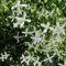 10 Stück frische Clematis-Blumensamen