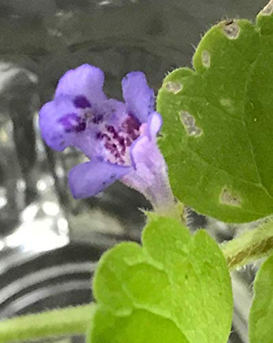 Portal Cool Paquete de Semillas: Lote 30 Semilla Glechoma hederacea Hiedra de Tierra * * arrastramiento Charlie