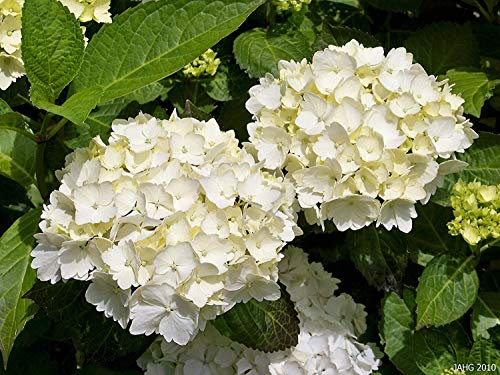 1 PIANTA DI ORTENSIA HYDRANGEA MACROPHYLLA BIANCA VASO 14CM