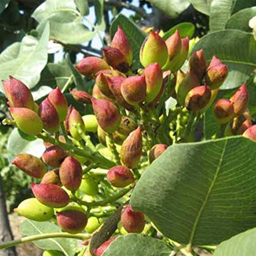 5 semillas de pistachos sin transgénicos fáciles de crecer, semillas de árboles de pistachos frescos de jardín Semilla