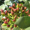 5 semillas de pistachos sin transgénicos fáciles de crecer, semillas de árboles de pistachos frescos de jardín Semilla