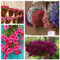 8,000 Seeds, Hanging Petunia Mixed Color, Waves Hanging Basket Petunia Beautiful Flowers Seeds Home Garden Flower Seeds Flower Plants Seeds