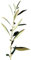 Planta natural Olea Europaea. Acebuche, Olivo silvestre 20-30 cm. Resistente, requiere poco riego, mejora suelos, refugio para fauna y aporta belleza mediterránea.