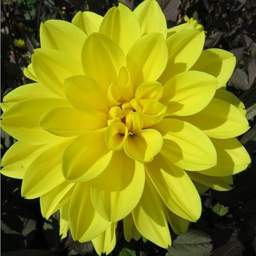 Dahlie Meteorite | 1 Stück | Knolle | Gelb | 100% Blütegarantie | QFB Gardening