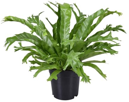Helecho Asplenium Nidus Crissie Natural, Planta de Interior, Verde, Ø17cm