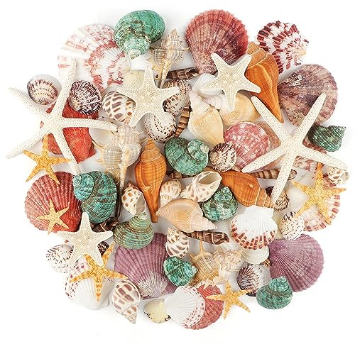 TaoQ C Sea Shells Mixed Ocean Seashells, 1.2-3.5 Various Sizes Beach Seashells and Natural Starfish for Vase Fillers Fish Tank Beach Themed Party Home Wedding Decorations DIY Crafts