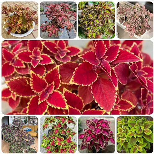 buntnessel samen mehrjährig bodendecker winterhart mehrjährig buntnessel samen gartenblumen, zimmerpflanzen samen steingartenpflanzen winterhart blumendeko, pflanzen für sonnige plätze 1000pcs