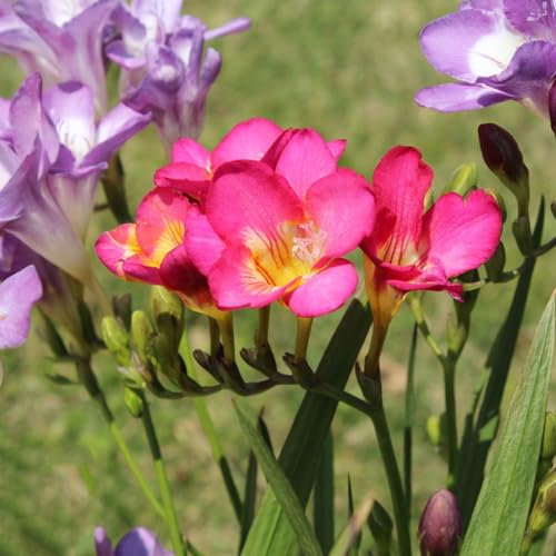 15 pcs freesien bio zwiebeln - hydrokultur pflanzen bienen geschenk, frühlingsblüher zwiebeln bienenweide winterharte balkonpflanzen blumenzwiebeln mehrjährig winterhart