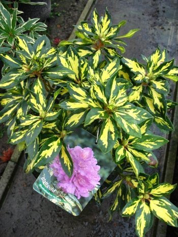 Rhododendron Blattgold 30-40 cm hoch im 5 Liter Pflanzcontainer