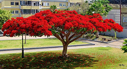 Flammenbaum (Delonix Regia) - 5 Samen - wunderschöner Baum sehr gut auch als Kübelpflanze