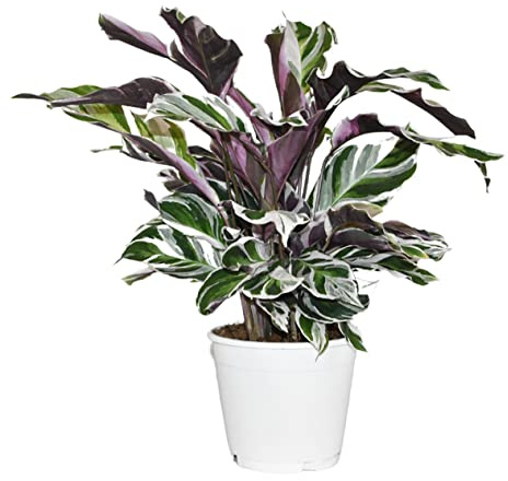 ZynesFlora Calathea White Fushion Korbmarante im Ø 14 cm Pflanzentopf - Höhe: 35-40 cm - Luftreinigende Wohnzimmerpflanze Echte Zimmerpflanze