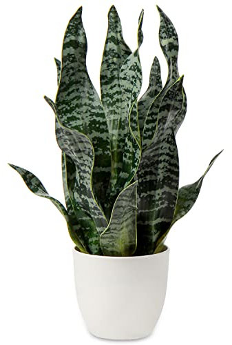 Hollyone Piante artificiali di serpente da 42 cm, piante artificiali Sansevieria da interno in vaso, piante finte da interno per la decorazione della casa, piante finte per decorazioni per il bagno