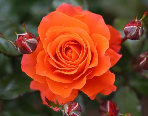 Rose Bush Orange Rose Bush for The Garden in a 3 Litre Pot- Gorgeous Orange Rose British Grown