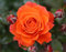 Rose Bush Orange Rose Bush for The Garden in a 3 Litre Pot- Gorgeous Orange Rose British Grown