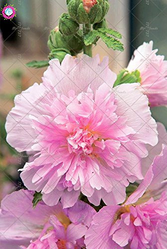 100Pcs Malve Seeds (Alcea rosea ‚Nigra‘) Mischfarben-Blumensamen Staude für Garten-Ausgangs Beautifying Dekoration 3