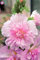 100Pcs Malve Seeds (Alcea rosea ‚Nigra‘) Mischfarben-Blumensamen Staude für Garten-Ausgangs Beautifying Dekoration 3