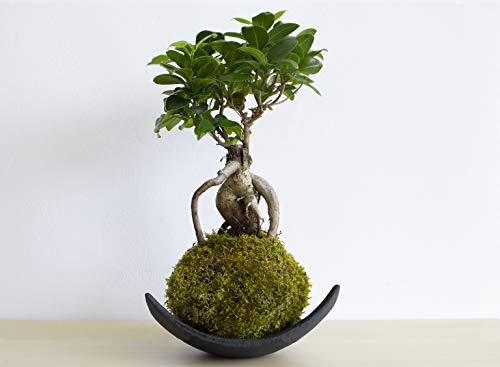 Kokedama Ficus Ginseng