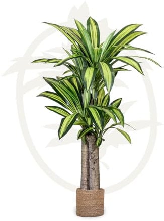 Maia Shop - Dracaena artificiale 120 cm | Pianta decorativa iperrealistica | Albero tropicale per decorazione di casa e ufficio | Pianta artificiale con vaso per interni ed esterni coperti