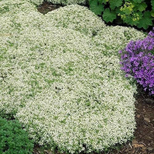 12 x Polsterthymian weiß - Thymianpflanze als Bodendecker - Thymus praecox 'Albiflorus' in 9x9cm Topf