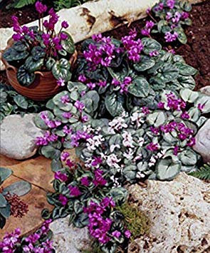 seedsown Germination Les graines: Cyclamen coum vivaces Graines