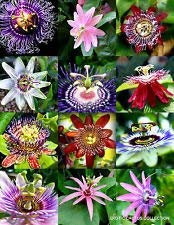 vegherb Blütepassi Mix Passionsfrucht Exotische Essbare Tropische Kletterpflanze Samen 15 Samen