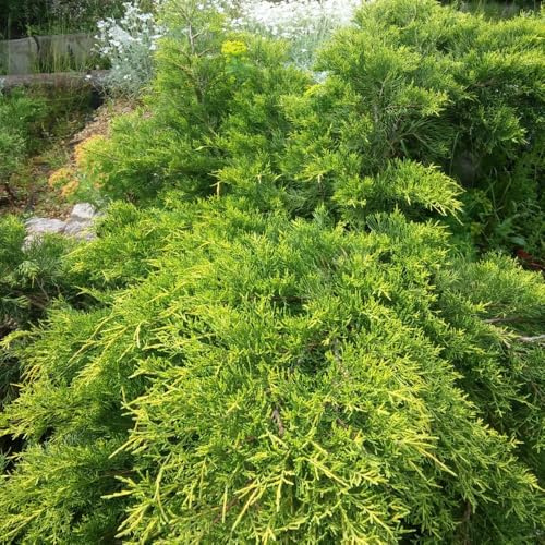 Juniperus x Pfitzeriana 'Goldkissen' Bright Gold Foliage Low Spreading Conifer Ideal for Ground Cover 1X or 2X 3 Litre Pots by Thompson and Morgan