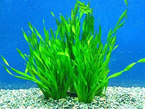 Portal Cool 1 Bunch - Ossigenante Tropicale Acqua Acquario Le Piante Vive - Vallisneria Spiralis
