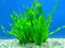 Portal Cool 1 Bunch - Ossigenante Tropicale Acqua Acquario Le Piante Vive - Vallisneria Spiralis