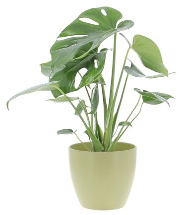 KENTIS - Monstera Deliciosa Pianta Vera da Interno - Piante da Appartamento - H 45-55 cm Vaso Ø 14cm