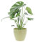 KENTIS - Monstera Deliciosa Pianta Vera da Interno - Piante da Appartamento - H 45-55 cm Vaso Ø 14cm