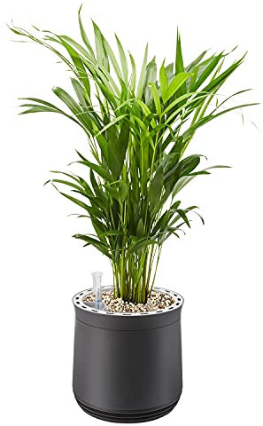 AIRY Pot M mit Goldfruchtpalme & Substrat • Natürlicher Luftreiniger filtert Schadstoffe, Allergene & Gerüche • Ideal für Räume mit ca. 20qm • Made in Germany, 2303-607 anthrazit-anthrazit