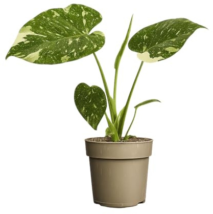 Blumen-Senf Monstera Thai Constellation – panaschierte Fensterblatt Zimmerpflanze | seltene Grünpflanze mit weißer Zeichnung | ca. 25 cm hoch | Topf Ø 11 cm | pflegeleicht & dekorativ