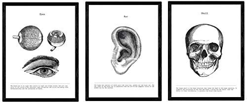 Nacnic Anatomie Poster 3er-Set. Vintage Stil Wanddekoration Abbildung von Augen Ohren Schädel und andere Körperteile. Verschiedene menschliche Körper und Anatomie Bilder ohne Rahmen. Größe A3.