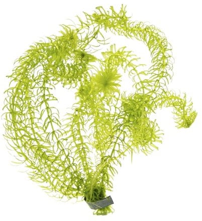 1 Portion Nixkrautähnliche Wasserpest, Egeria najas, Wasserpflanze für Urzeitkrebs Becken und Aquarien, anspruchslos und schnellwüchsig