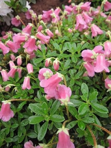 Kleinwüchsige Alpenrose - Rhododendron campylogynum var. myrtilloides