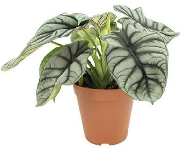 Alocasia - Dragón de plata, diámetro 12 45