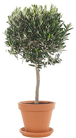 DECOALIVE Olivo con Maceta de Cerámica Árbol de Olivo Natural Olea Europaea Planta Interior y Exterior Natural