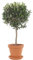 DECOALIVE Olivo con Maceta de Cerámica Árbol de Olivo Natural Olea Europaea Planta Interior y Exterior Natural